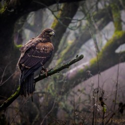 Birds of Prey Burley, Rutland