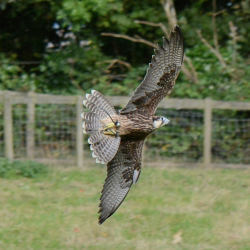 Birds of Prey Abingdon, Oxfordshire