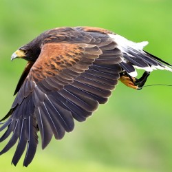 Birds of Prey Golden Grove, Carmarthenshire